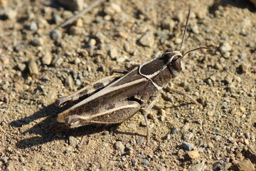 Barbarian Grasshopper (Calliptamus barbarus)