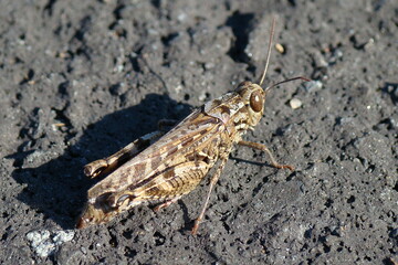 Barbarian Grasshopper (Calliptamus barbarus)