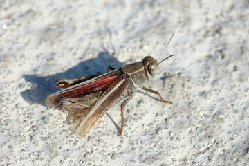 Barbarian Grasshopper (Calliptamus barbarus)