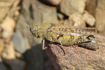 Barbarian Grasshopper (Calliptamus barbarus)
