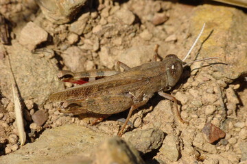 Barbarian Grasshopper (Calliptamus barbarus)