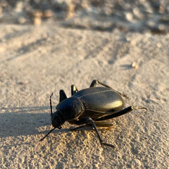 Black beetle