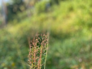close up of a grass
