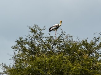 Stork in sky
