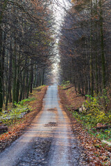 Fototapeta premium Road between trees in the forest. The sky shines in the background.