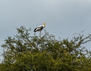 Stork in sky