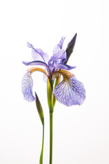 blue iris on the white background