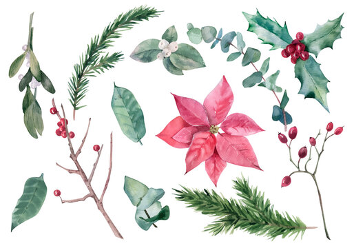 Watercolor vector Christmas set with winter plants, poinsettia, holly
