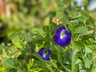 blue color Katurodu mal - blue color Flower  