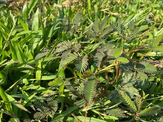 green fern in the forest nidikumba flower