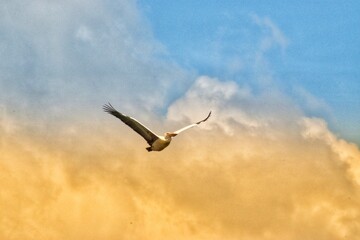 Stork in sky