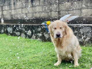 golden Retriever with baby pigeon