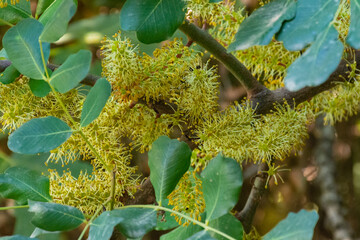 Carob flowers growing on the branches of a carob tree, in autumn, in the field