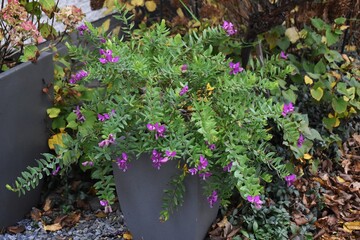 Flowers of Polygala myrtifolia, the myrtle-leaf milkwort, in the garden.