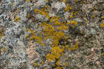 Yellow moss abstract natural stone texture. Background for packaging and design. Stone wall pattern.