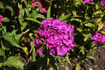 Obraz premium Purple 