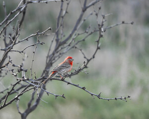 House Finch on Mesquite Branch