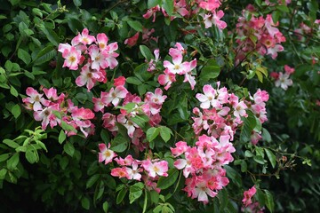 Flowers and foliage of Rosa glauca, in the garden.