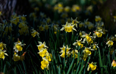 Obraz premium Narcissus pseudonarcissus (commonly known as wild daffodil or Lent lily), Gorbeia Natural Park, Alava, Basque Country, Spain, Europe