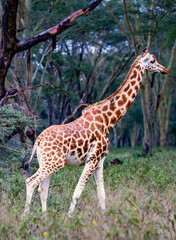 African giraffe in the meadows of the savanna on a rainy day in Tarangire National Park, Tanzania.