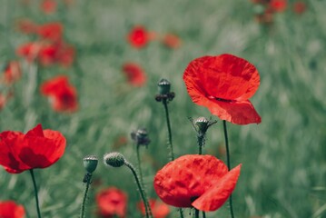 Obraz premium poppy flowers in field