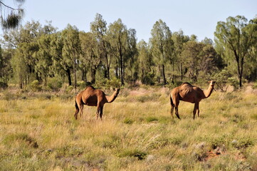 Paisajes y rincones de las formaciones rocosas de Kata Tjuta, cerca de Alce Springs, en el centro de Australia
