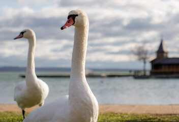 White swan at the bank of Lake Balaton in Keszthely,  Hungary,  old historical pier at the backgroung, during winter, with clouds