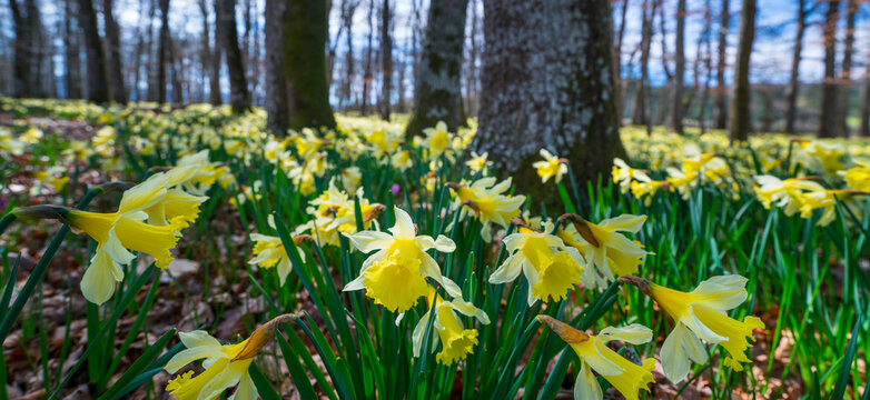 Narcissus pseudonarcissus (commonly known as wild daffodil or Lent lily), Gorbeia Natural Park, Alava, Basque Country, Spain, Europe