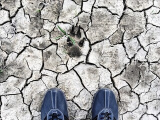 dry cracked soil with an embedded animal footprint