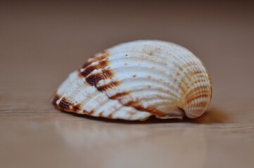 sea shell on a brown background