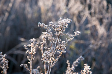 Frost on a plant in winter	