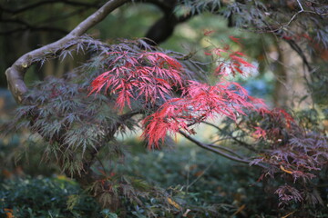 Ahorn, Acer palmatum mit dunkel roten und leuchtend roten Blättern im Herbst.