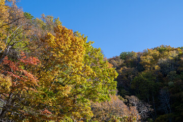 秋の知床　カムイワッカ湯の滝付近の紅葉（北海道・斜里町）