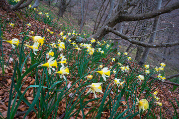 Obraz premium NARCISO TROMBON (Narcissus pseudonarcissus), Orduña, Sierra Salvada, Bizkaia, Basque Country, Spain, Europe