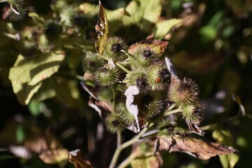 Woody Burdock, Arctium nemorosum plant, in the garden.