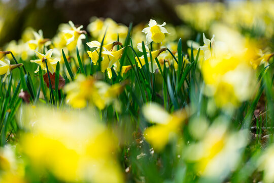 Narcissus pseudonarcissus (commonly known as wild daffodil or Lent lily), Gorbeia Natural Park, Alava, Basque Country, Spain, Europe