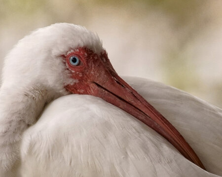 A close-up portrait of a White Ibis