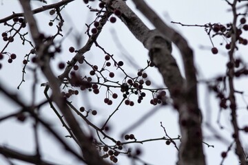 branches of a tree
