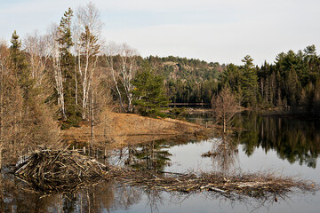 Beaver stocking its larder for the long winter ahead. Beaver Winter Food supply cache pile. Beaver...