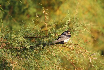 golondrinas en la rama de un pino, plumas color gris, blanco, negro y naranja, ojos y pico muy pequeños, migratoria, lerida, españa, europa