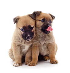 Fototapeta premium Two small dogs.