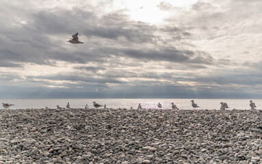 Mouettes et goélands en bord de mer sur une plage de galets de la baie des anges à Nice