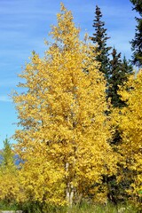 Aspen tree, fall golden leaves in a colorful autumn scene on a scenic byway in Colorado.