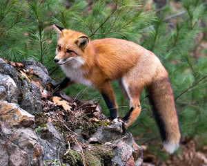 Red Fox photo stock. Red fox close-up profile view standing on a big moss rock with a pine tree...