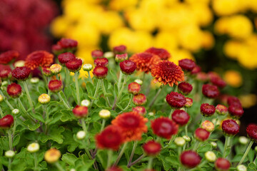 Colorful mums