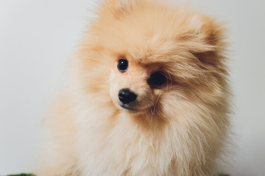 Pomeranian spitz. Cute fluffy charming red-haired Pomeranian Spitz.
