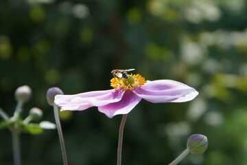 a bee on a soft pink flower