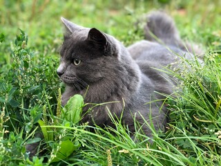 Naklejka na ściany i meble cat on grass