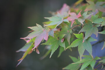 Ahornzweig am Anfang der Hrebstfärbung, grün, rote Blätter, Makro
