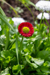 Garden flower daisy (lat. Bellis perennis)